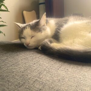 Meet your Posher, Annxbxelle